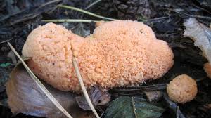 Attēlu rezultāti vaicājumam “Tubifera ferruginosa (subsp. ferruginosa) macro”