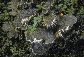 Attēlu rezultāti vaicājumam “Peltigera”