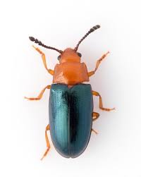 Attēlu rezultāti vaicājumam “Triplax aenea”