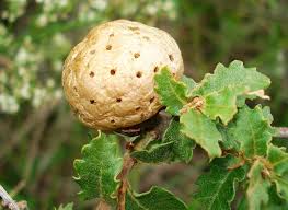 Attēlu rezultāti vaicājumam “Biorhiza pallida”