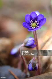 Attēlu rezultāti vaicājumam “Hepatica nobilis”