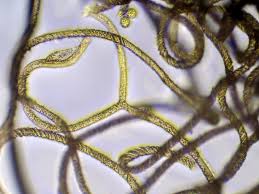 Attēlu rezultāti vaicājumam “Hemitrichia clavata macro”