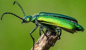 Attēlu rezultāti vaicājumam “Lycogala persicum”