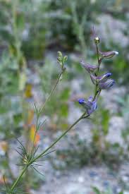 Image result for Consolida ajacis oder Consolida regalis