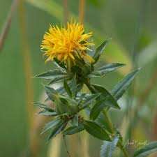 Image result for Carthamus tinctorius