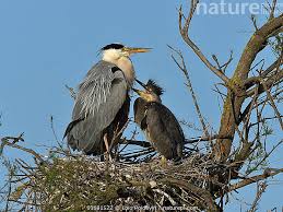 Attēlu rezultāti vaicājumam “Ardea cinerea adult”
