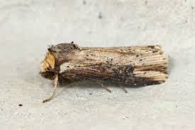 Attēlu rezultāti vaicājumam “Axylia putris”