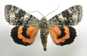 Attēlu rezultāti vaicājumam “Catocala pacta”