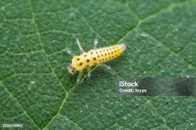 Attēlu rezultāti vaicājumam “Psyllobora vigintiduopunctata larva”