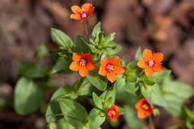Image result for Anagallis arvensis