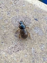 Attēlu rezultāti vaicājumam “Aphodius sp.”