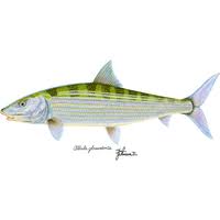 Image result for Albula glossodonta