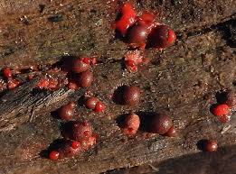 Attēlu rezultāti vaicājumam “Lycogala ustulatum sessile”