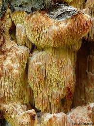 Attēlu rezultāti vaicājumam “Sarcodontia crocea”