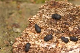 Attēlu rezultāti vaicājumam “Bolitophagus reticulatus”