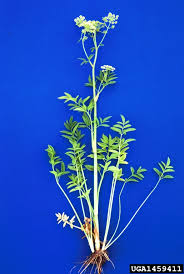 Attēlu rezultāti vaicājumam “Berula erecta”