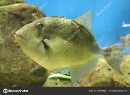 Image result for Balistes capriscus