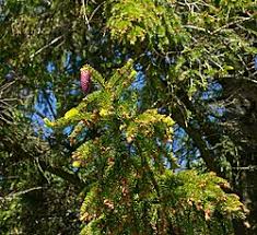 Attēlu rezultāti vaicājumam “Picea abies male flower”