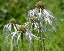 Attēlu rezultāti vaicājumam “Sclerophora pallida”