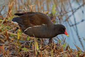 Attēlu rezultāti vaicājumam “Gallinula chloropus adult”