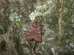 Attēlu rezultāti vaicājumam “Cerastis leucographa”