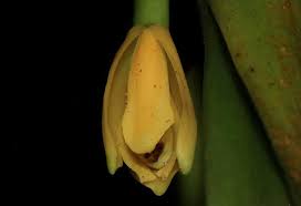 Attēlu rezultāti vaicājumam “Heterotrichia oerstedii (syn. Arcyria oerstedii) sessile”