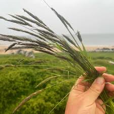 Attēlu rezultāti vaicājumam “Anthoxanthum odoratum fruit”