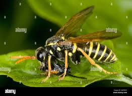 Attēlu rezultāti vaicājumam “Tenthredo scrophulariae”