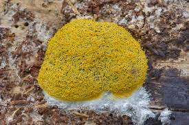 Attēlu rezultāti vaicājumam “Fuligo septica var. rosea”