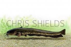 Image result for Silurus glanis