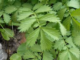 Attēlu rezultāti vaicājumam “Agrimonia pilosa”