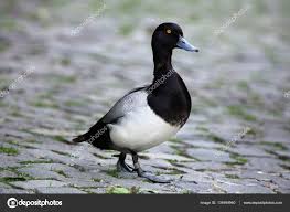 Image result for Aythya affinis