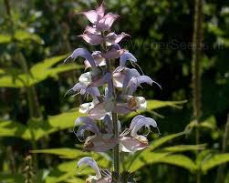 Image result for Salvia sclarea