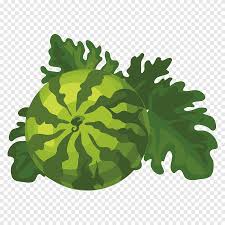 Attēlu rezultāti vaicājumam “Citrullus lanatus leaf”