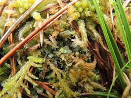 Attēlu rezultāti vaicājumam “Calypogeia azurea”