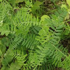Attēlu rezultāti vaicājumam “Vicia sepium leaf”