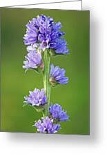 Attēlu rezultāti vaicājumam “Campanula cervicaria”