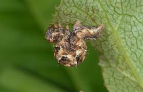 Attēlu rezultāti vaicājumam “Pareulype berberata”