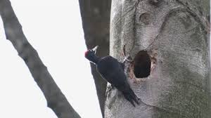 Attēlu rezultāti vaicājumam “Dryocopus martius nest”