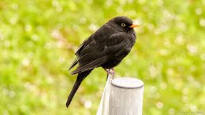 Attēlu rezultāti vaicājumam “Turdus merula”