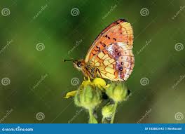 Attēlu rezultāti vaicājumam “Brenthis ino”