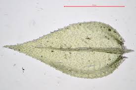 Attēlu rezultāti vaicājumam “Oxyrrhynchium hians var. rigidum”