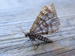 Attēlu rezultāti vaicājumam “Chiasmia clathrata”