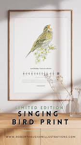 Image result for Emberiza calandra