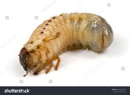 Attēlu rezultāti vaicājumam “Oryctes nasicornis larva”