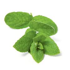 Image result for Pfefferminze