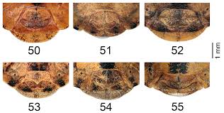 Attēlu rezultāti vaicājumam “Eurygaster testudinaria imago”