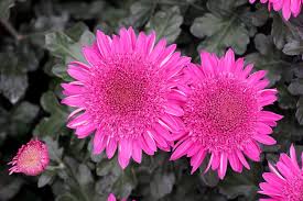 Image result for Chrysanthemum ptarmiciflorum