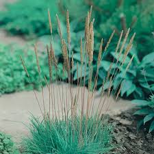 Attēlu rezultāti vaicājumam “Koeleria glauca”