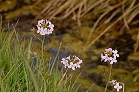 Attēlu rezultāti vaicājumam “Raphanus raphanistrum flower”